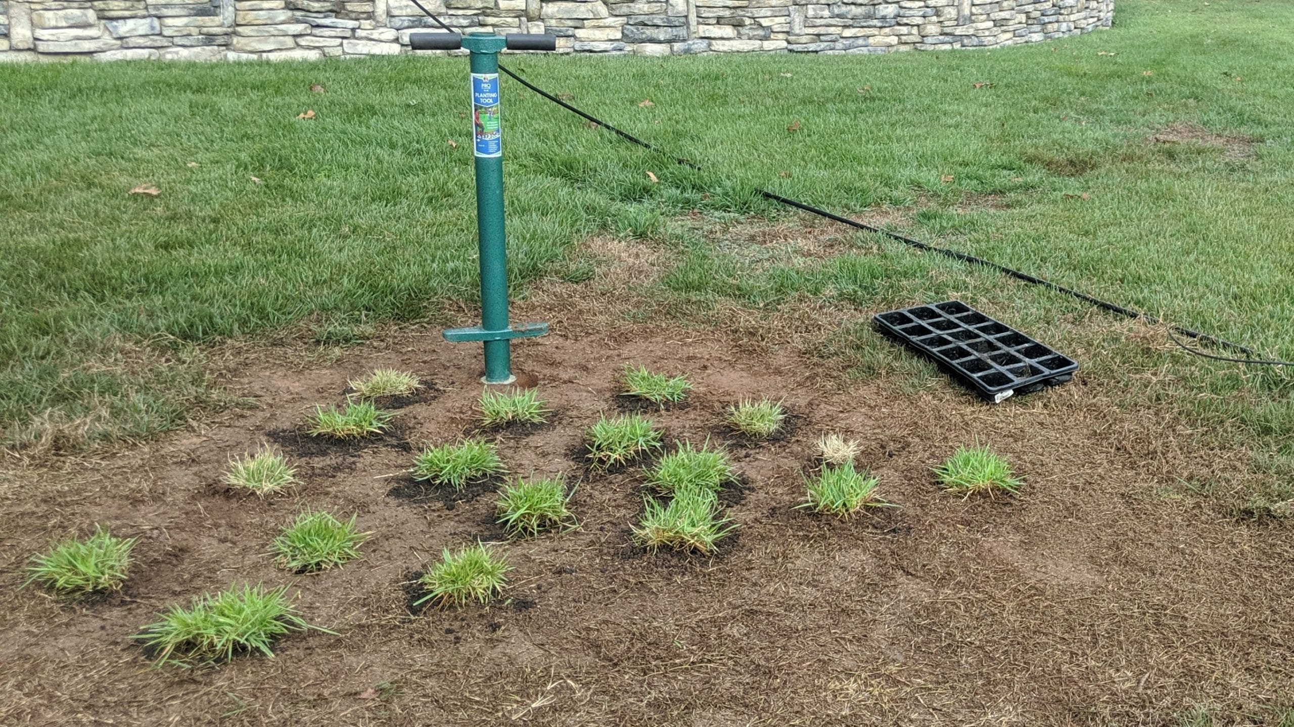 A hand-operated grass plugger tool cutting a clean circular hole in a warm-season lawn repair area
