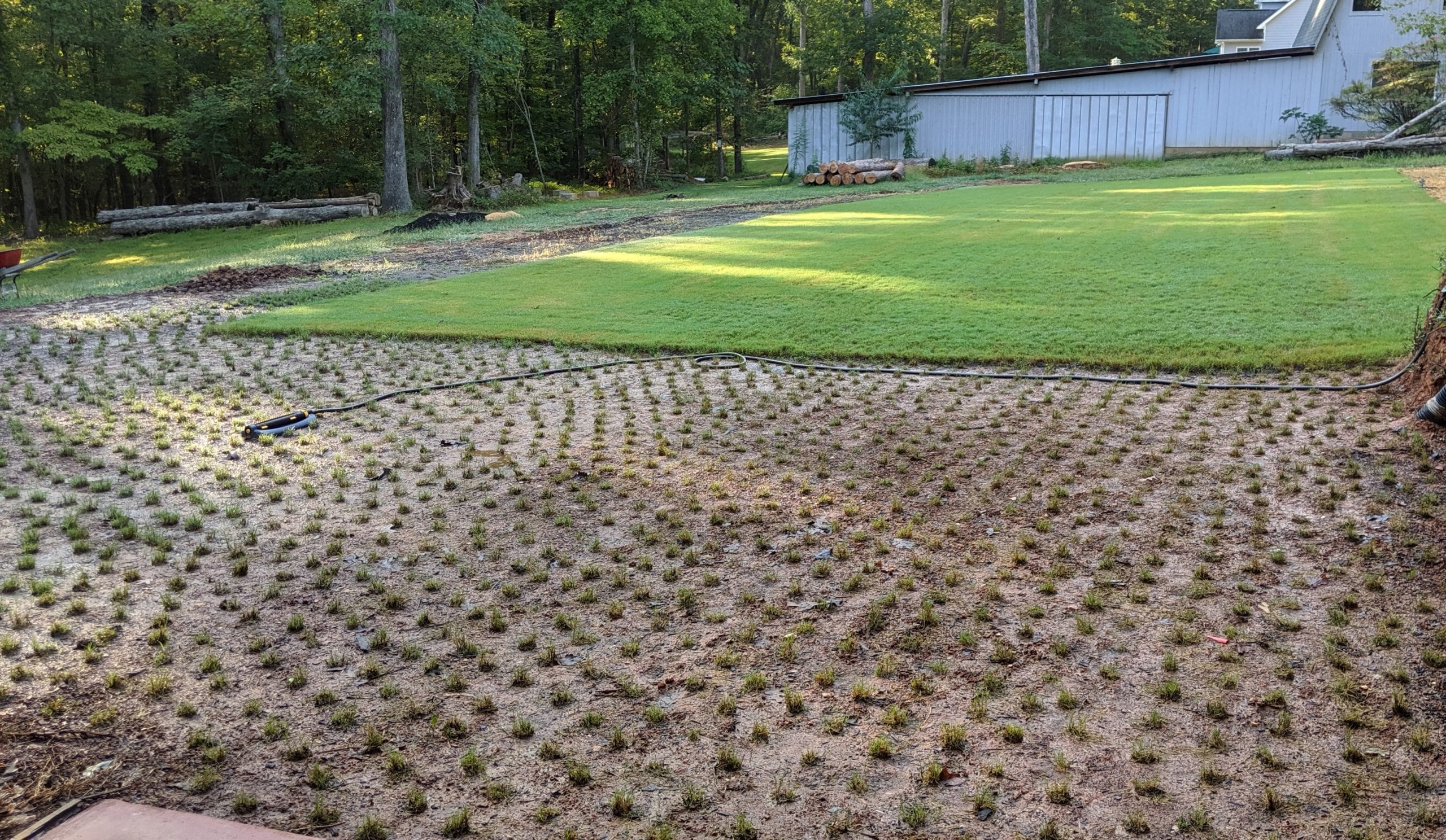 A homeowner installing warm-season grass plugs into evenly spaced holes across a bare patch in a sunny backyard lawn