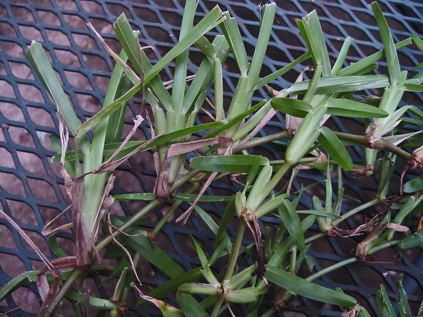 St. Augustine grass runners creeping across soil, showing thick above-ground stolons and broad green blades